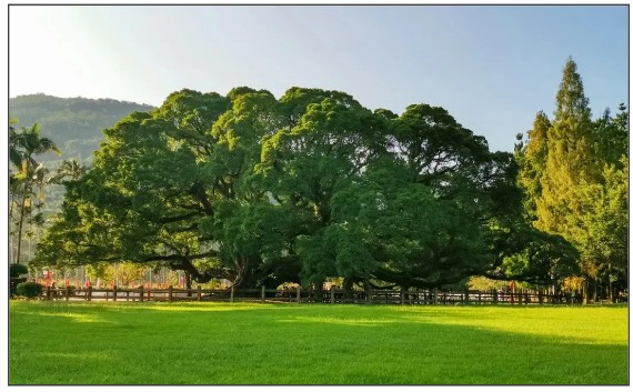 閩都文化一期丨誰說獨木不成林？